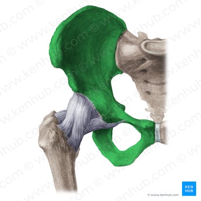 Hip bone (Os coxae); Image: Liene Znotina