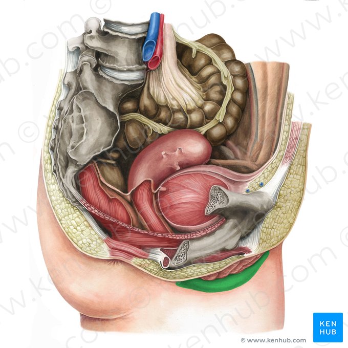 Labio mayor de la vulva (Labium majus vulvae); Imagen: Irina Münstermann