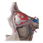 Neurovascularisation de l'orbite