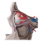 Neurovascularisation de l