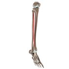 Extensor digitorum longus muscle (3D)