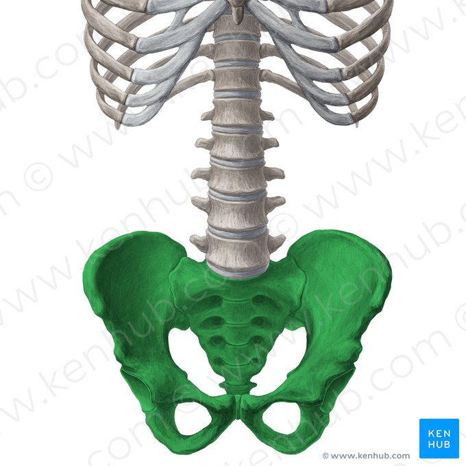 Pelvis; Imagen: Yousun Koh