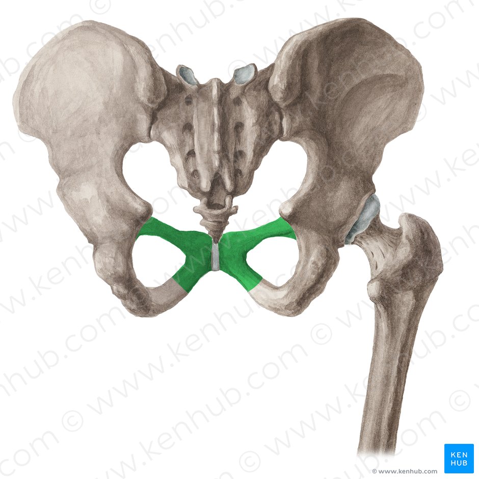 Pelvis Osea Ilion Isquion Pubis Kenhub