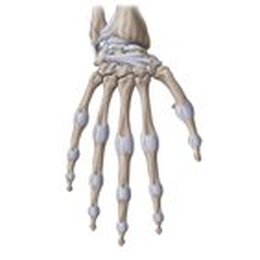 Bänder des Handgelenks und der Hand