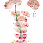 Tratos ascendentes e descendentes da medula espinal
