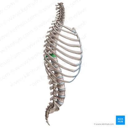 Vertebra T9; Image: Yousun Koh