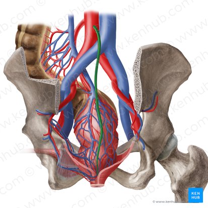 Median sacral artery (Arteria sacralis mediana); Image: Begoña Rodriguez