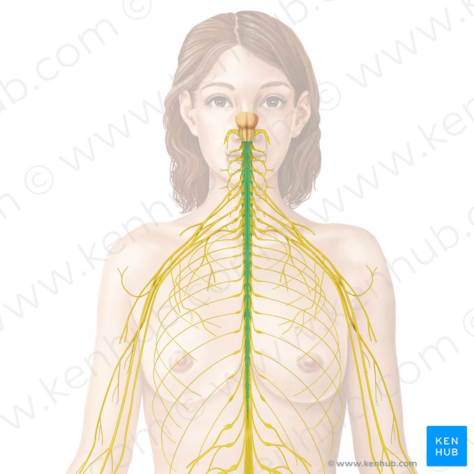 Medula espinal (Medulla spinalis); Imagem: Begoña Rodriguez