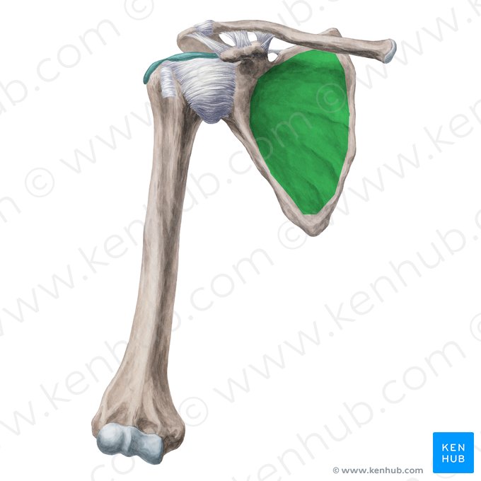 Fossa subescapular da escápula (Fossa subscapularis scapulae); Imagem: Yousun Koh