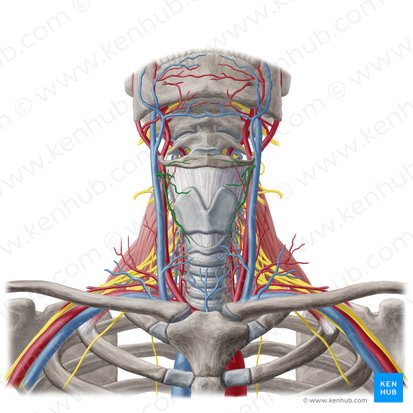 Superior thyroid vein (Vena thyroidea superior); Image: Yousun Koh