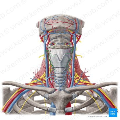 Vena thyroidea superior (Obere Schilddrüsenvene); Bild: Yousun Koh