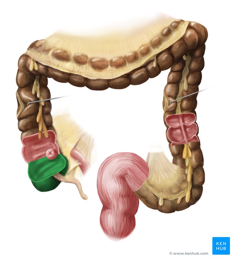 Cecum - ventral view