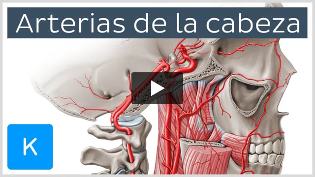 Arteria carótida interna: Anatomía, segmentos y ramas