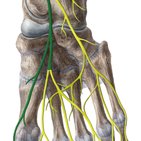 Nervus plantaris medialis