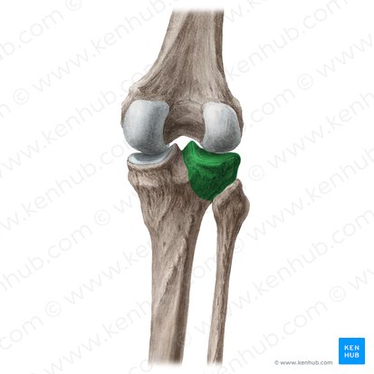 Lateral condyle of tibia (Condylus lateralis tibiae); Image: Liene Znotina