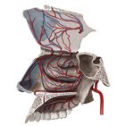 Vasos sanguíneos da cavidade nasal
