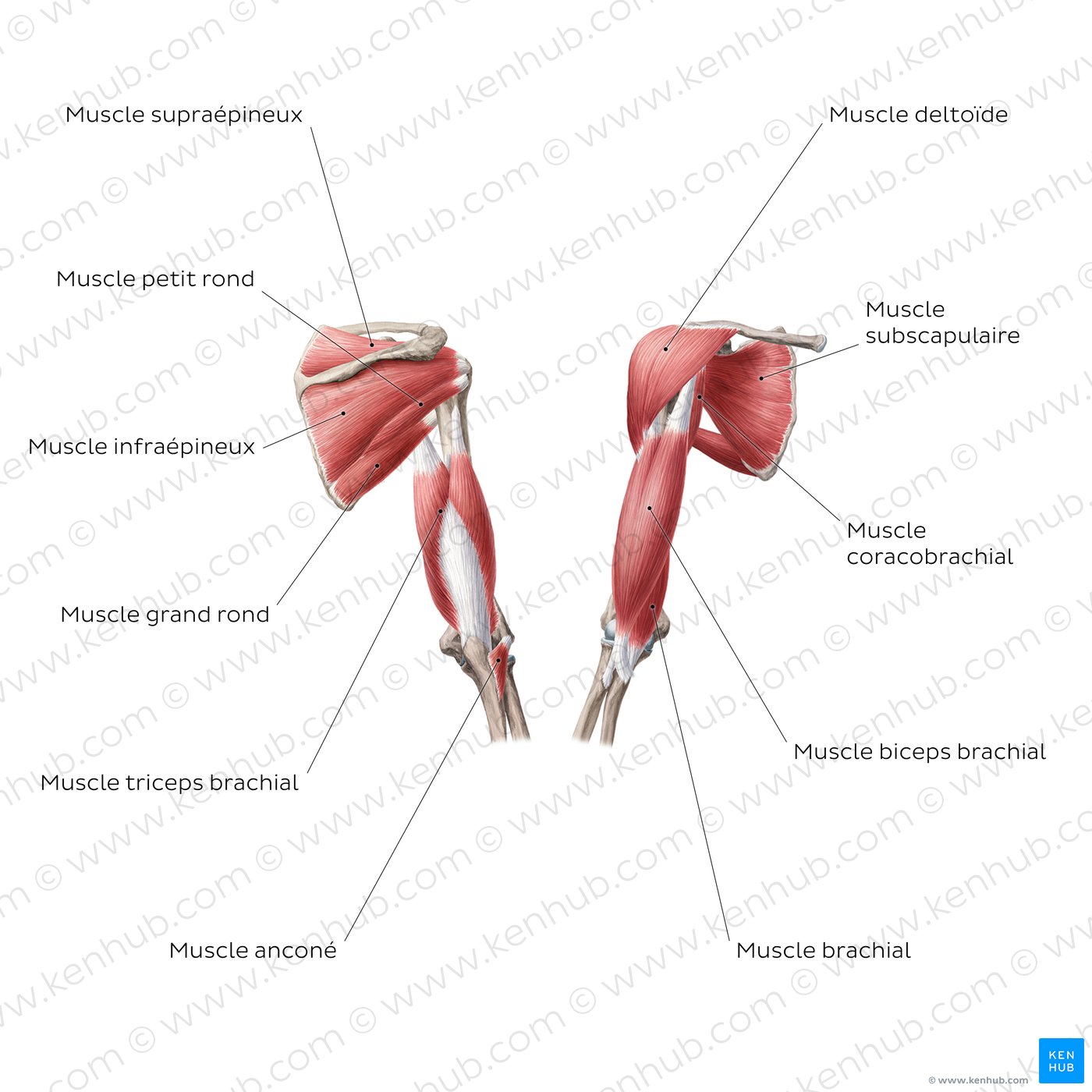 diagramme des muscles du bras
