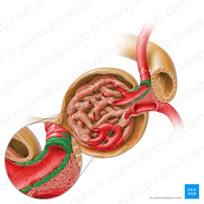 Células yuxtaglomerulares (Juxtaglomerulocytus); Imagen: Paul Kim