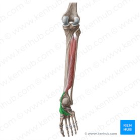 Tendo musculi tibialis posterioris (Sehne des hinteren Schienbeinmuskels); Bild: Liene Znotina