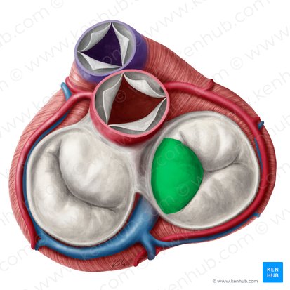 Cúspide septal da valva tricúspide (Cuspis septalis valvae atrioventricularis dextrae); Imagem: Yousun Koh