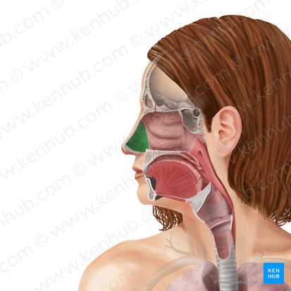 Nasal vestibule (Vestibulum nasi); Image: Begoña Rodriguez