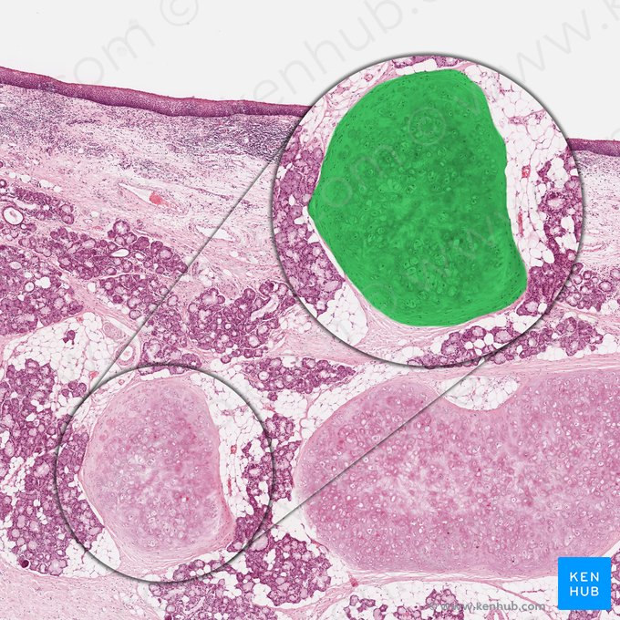 Elastic cartilage (Cartilago elastica); Image: 