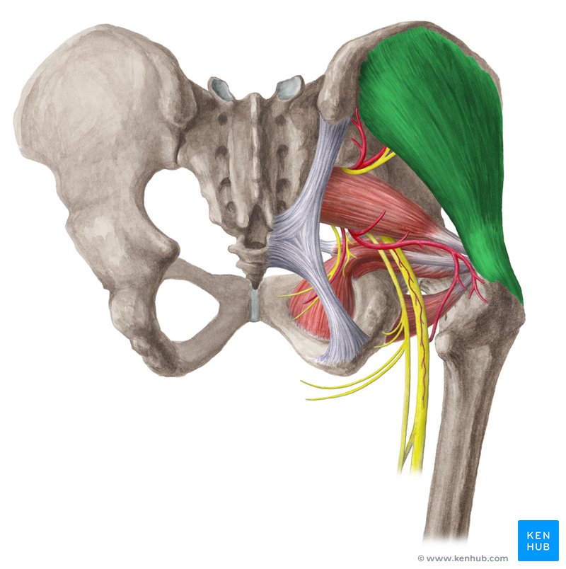 Gluteus medius Origin insertion innervation function Kenhub