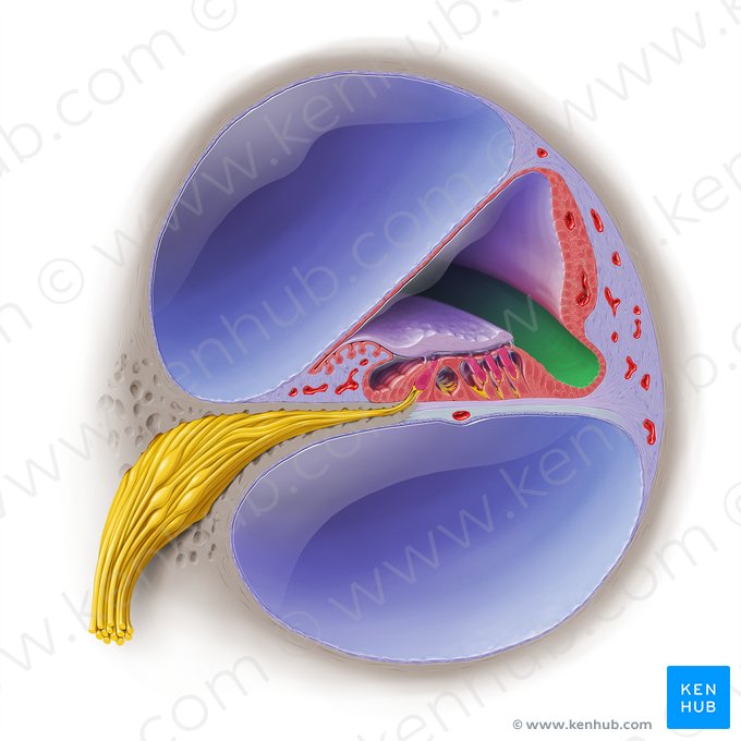 Sulco espiral externo do ducto coclear (Sulcus spiralis externus ducti cochlearis); Imagem: Paul Kim