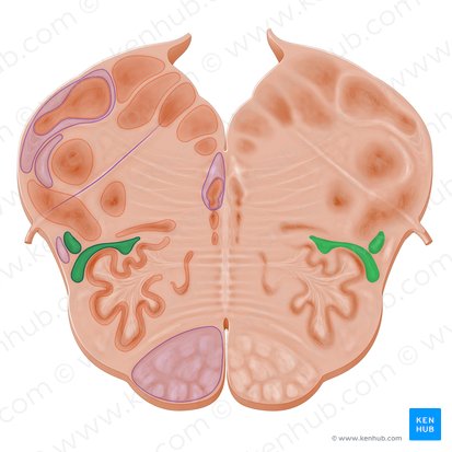 Spinothalamic tract (Tractus spinothalamicus); Image: Paul Kim