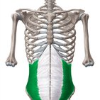 Musculus obliquus internus abdominis