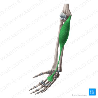 Musculus palmaris longus (Langer Hohlhandmuskel); Bild: Yousun Koh