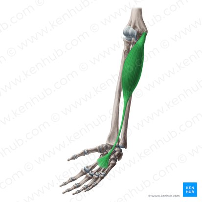 Músculo palmar longo (Musculus palmaris longus); Imagem: Yousun Koh