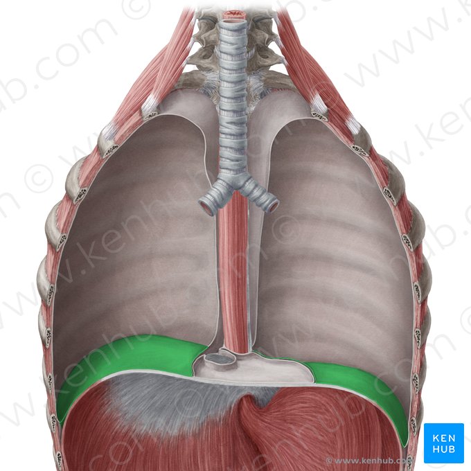 Diaphragmatic part of parietal pleura (Pars diaphragmatica pleurae parietalis); Image: Yousun Koh