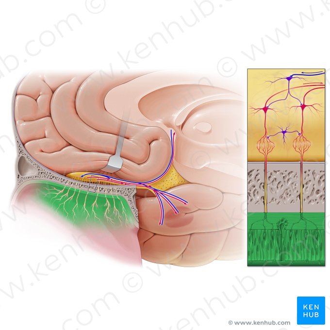 Olfactory part of nasal mucosa (Pars olfactoria tunica mucosae nasi); Image: Paul Kim