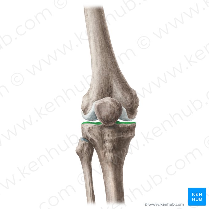 Carilla articular superior de la tibia (Planum tibiae); Imagen: Liene Znotina