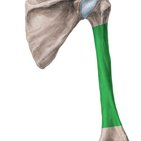 Humerus