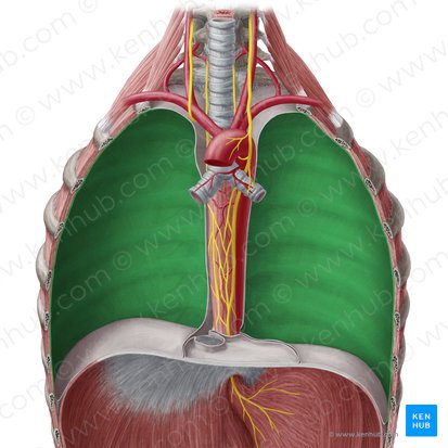 Porção costal da pleura parietal (Pars costalis pleurae parietalis); Imagem: Yousun Koh