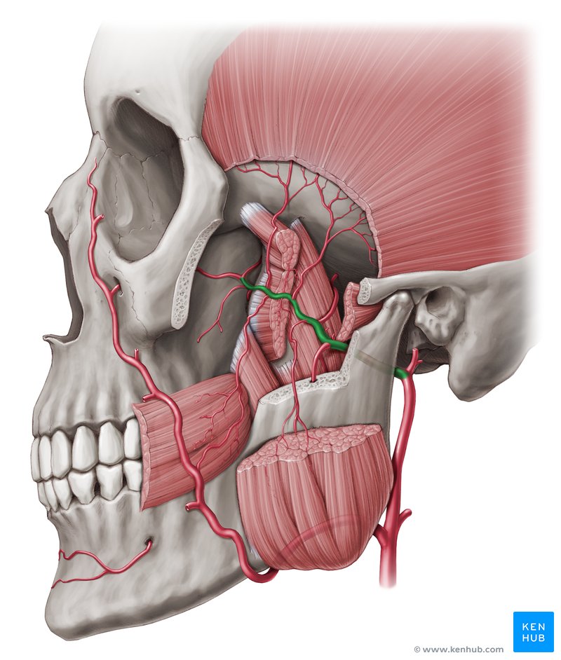 Artéria maxilar (verde) - vista lateral esquerda