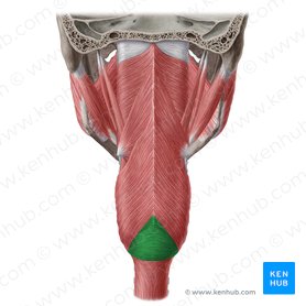Parte cricofaríngea do músculo constritor inferior da faringe (Pars cricopharyngea musculi constrictoris inferioris pharyngis); Imagem: Yousun Koh