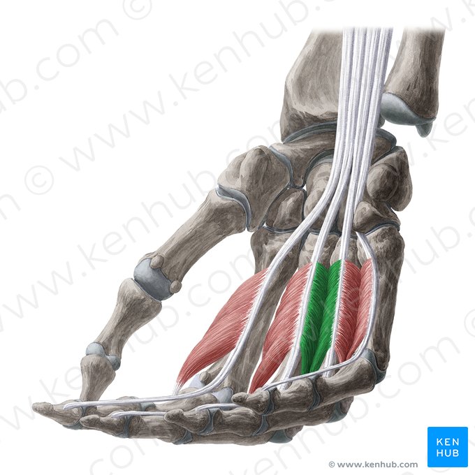 3° músculo lumbrical (Musculus lumbricalis 3 manus); Imagem: Yousun Koh