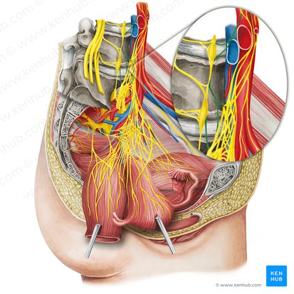 Lumbar splanchnic nerves (Nervi splanchnici lumbales); Image: Irina Münstermann