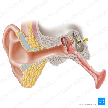 Cochlear nerve (Nervus cochlearis); Image: Paul Kim