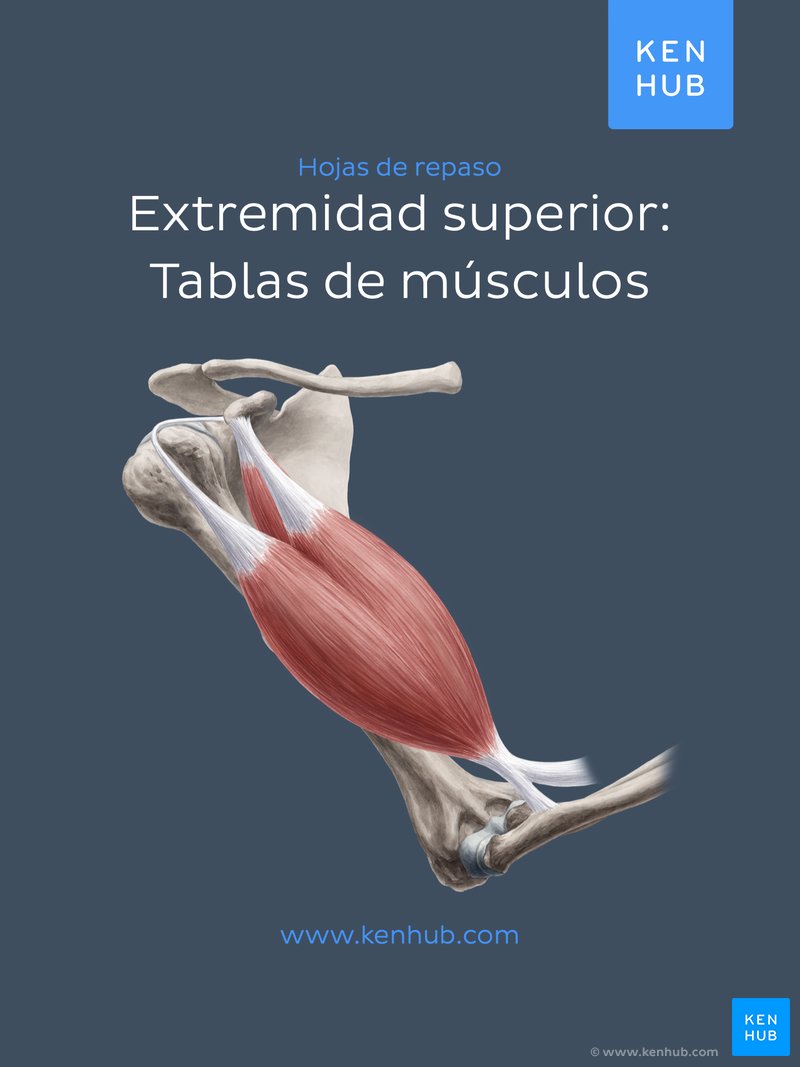 Extremidad superior: Tablas de músculos