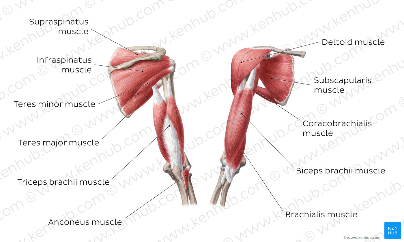 Arm Muscles Anatomy Attachments Innervation Function Kenhub