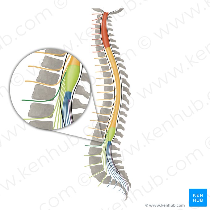 Nervo espinal L1 (Nervus spinalis L1); Imagem: Irina Münstermann