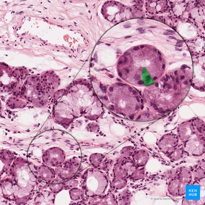 Serous acinar cell (Serocytus); Image: 