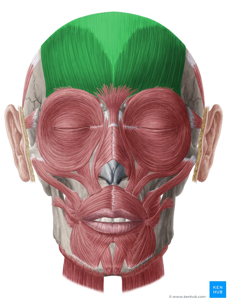 Occipitofrontalis muscle (Musculus occipitofrontalis)