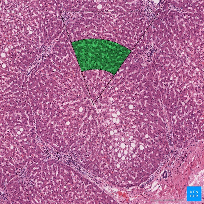 Zone 2 - histological slide