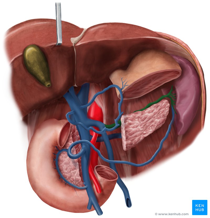 Veia esplênica - vista anterior (verde)