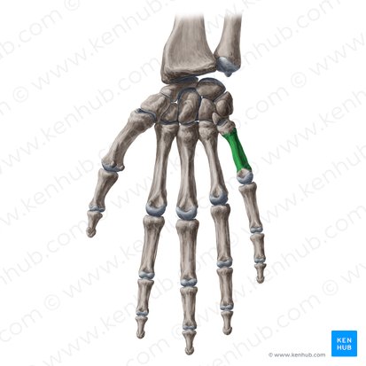 Corpo do 5.º metacarpal (Corpus ossis metacarpi 5); Imagem: Yousun Koh